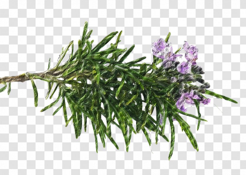 Rosemary Oil Peppermint Plant Tea Transparent PNG