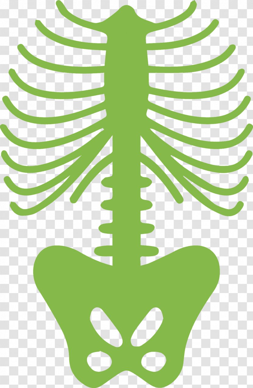 Rib Cage Human Body Skeleton - Artwork Transparent PNG