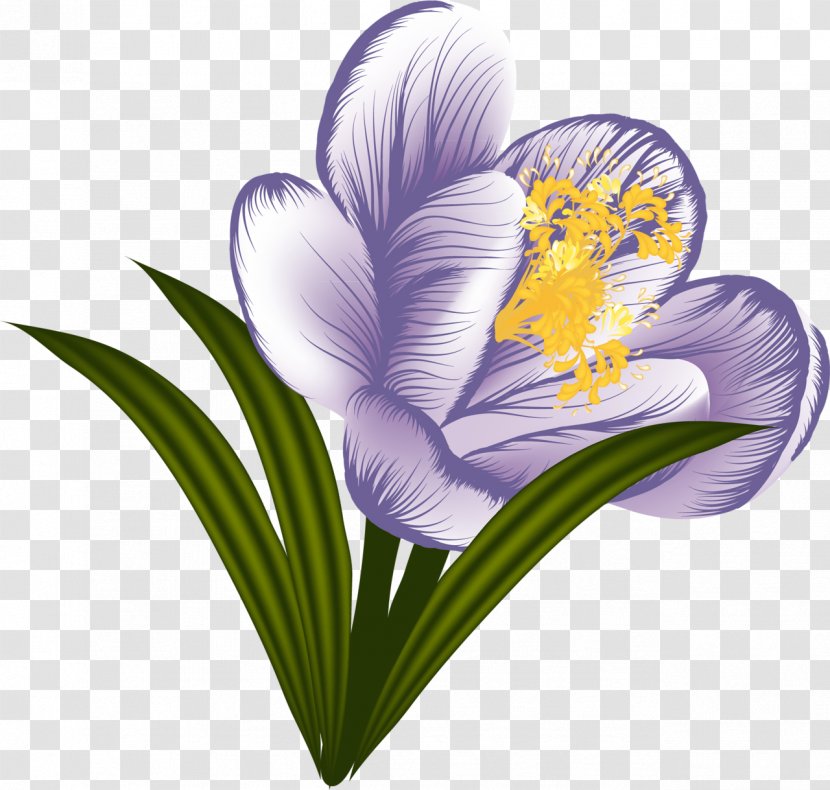 Flower Crocus Garden Clip Art - Plant Transparent PNG