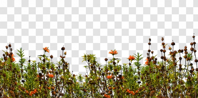 Groundcover Wildflower Lawn - Flora - Bushes Transparent PNG
