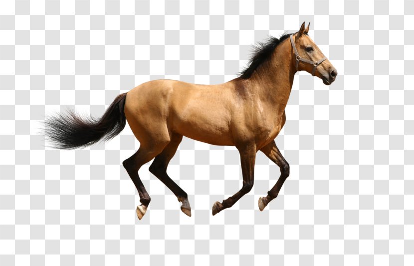 Arabian Horse Pony Clip Art - Lossless Compression - Mare Transparent PNG