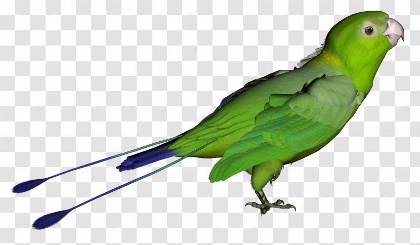 Angry Birds Star Wars II Bird Flight - Parrot - Clipart Transparent PNG