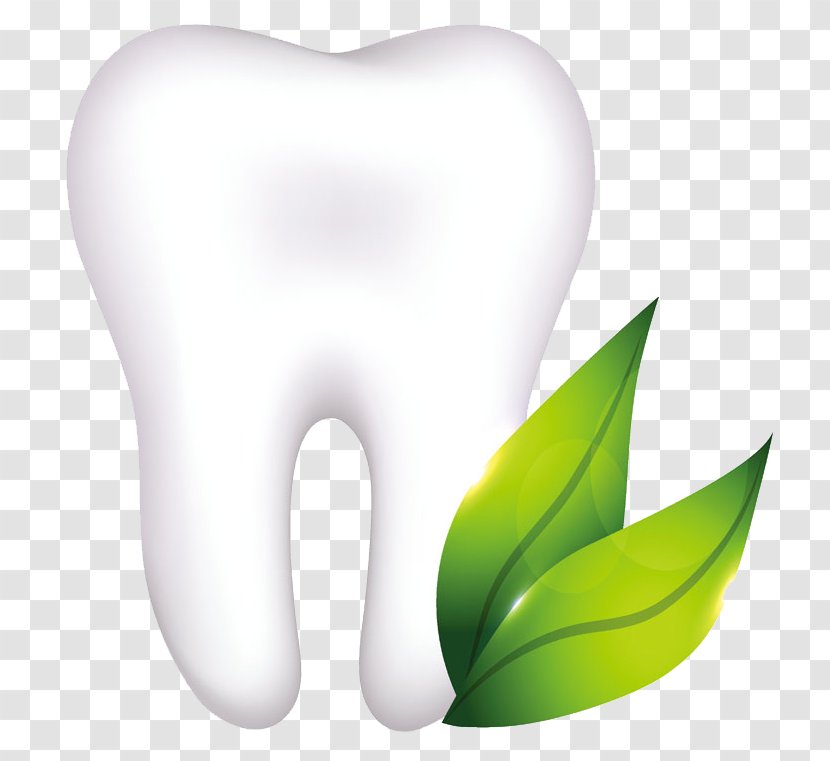 Human Tooth Dentistry Dental Implant Anatomy - Tree Transparent PNG