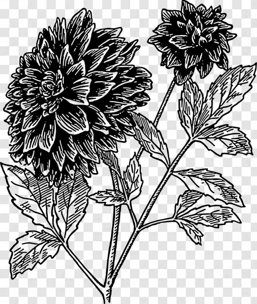 Dahlia Flower Drawing Black And White Clip Art Transparent PNG