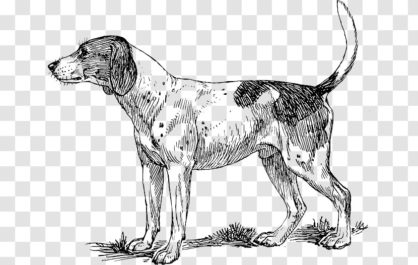 Beagle Basset Hound Pointer Bloodhound Puppy - Birds Eye View Burger Transparent PNG
