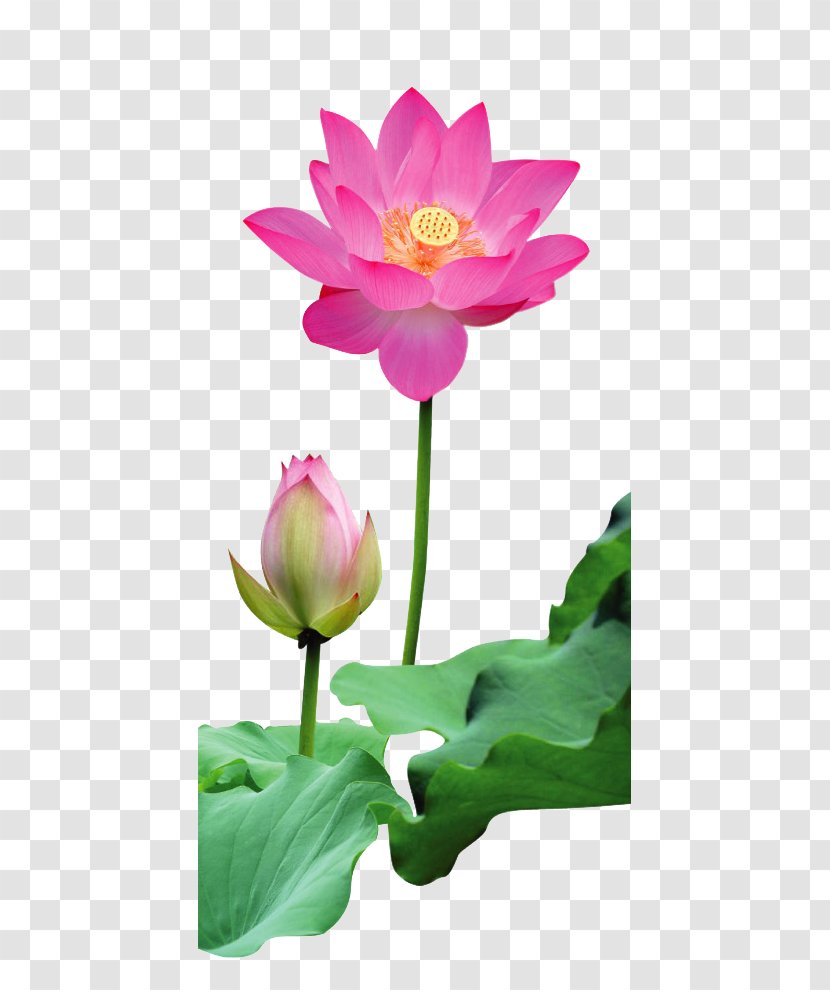 Rulaizong Pure Land Buddhism Zen Dharma - Buddhist Meditation - Free Buckle Lotus Picture Material Transparent PNG