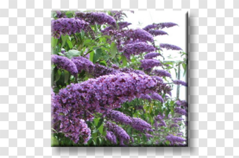 Summer Lilac Shrub Butterfly Hedge Buddlejas - Garden Transparent PNG