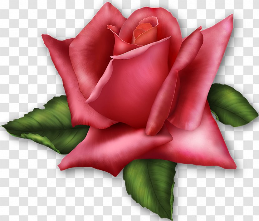 Rose Flower Pink Clip Art - Flowering Plant - Gif Transparent PNG
