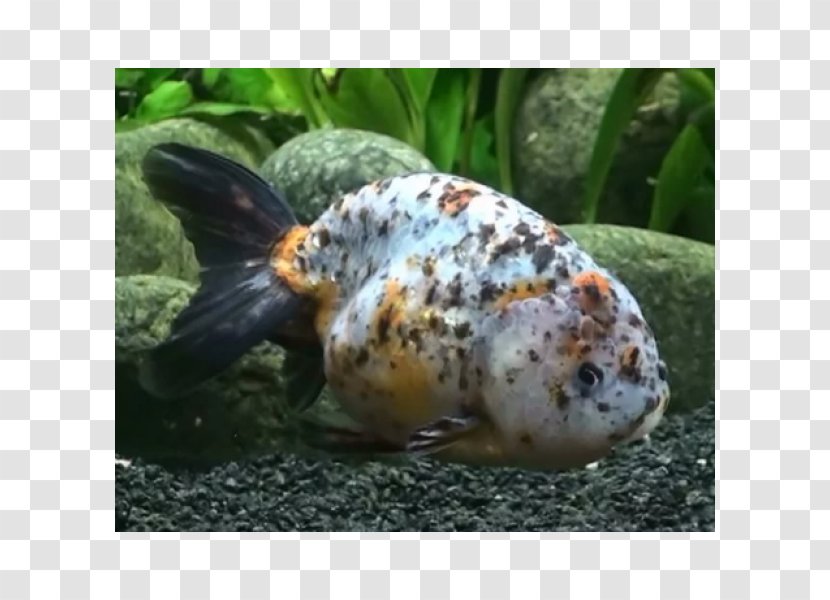 Ranchu Ryukin Lionhead Common Goldfish Veiltail - Freshwater Aquarium - Fish Transparent PNG