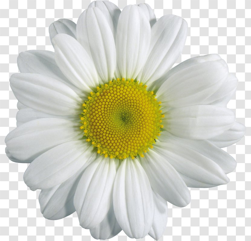 Chamomile Flower Clip Art - Common Daisy Transparent PNG