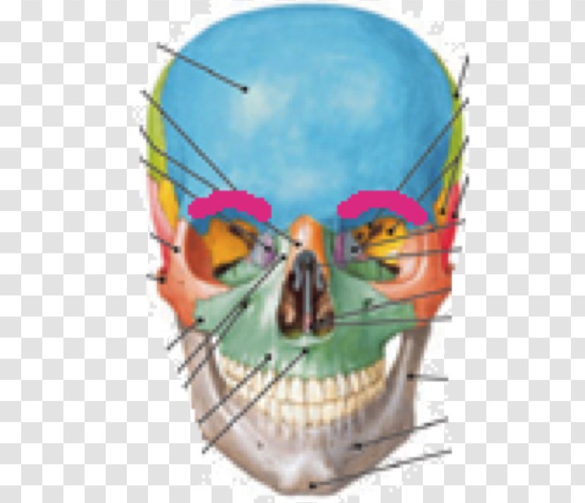 Human Anatomy & Physiology Skull Cranial Cavity Bone - Brain Transparent PNG
