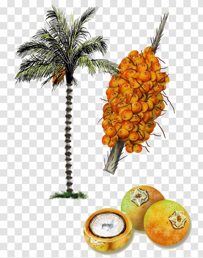 Astrocaryum Aculeatum Vulgare Amazon Rainforest Arecaceae Coconut - Hand-painted Tree Persimmon Transparent PNG