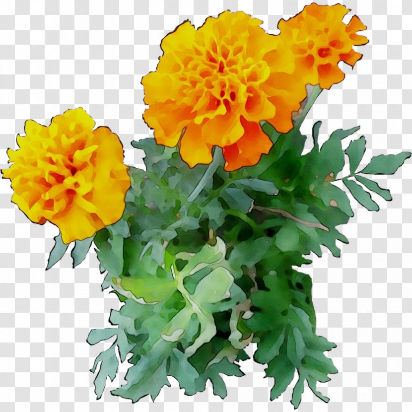 Chrysanthemum English Marigold Yellow Cut Flowers Annual Plant - Perennial Transparent PNG