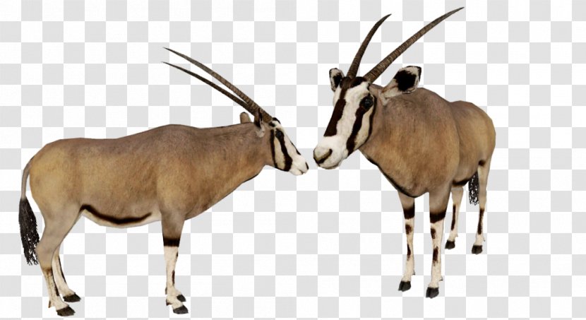 Zoo Tycoon 2 Gemsbok Antelope Waterbuck - Gazelle - Fringe Transparent PNG