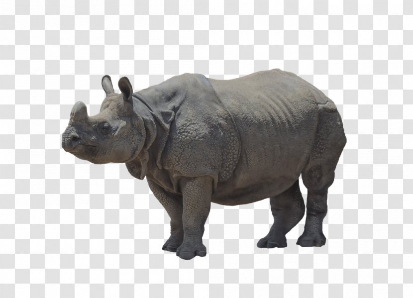 Javan Rhinoceros Brontotherium Megacerops - Fauna - Horn Transparent PNG