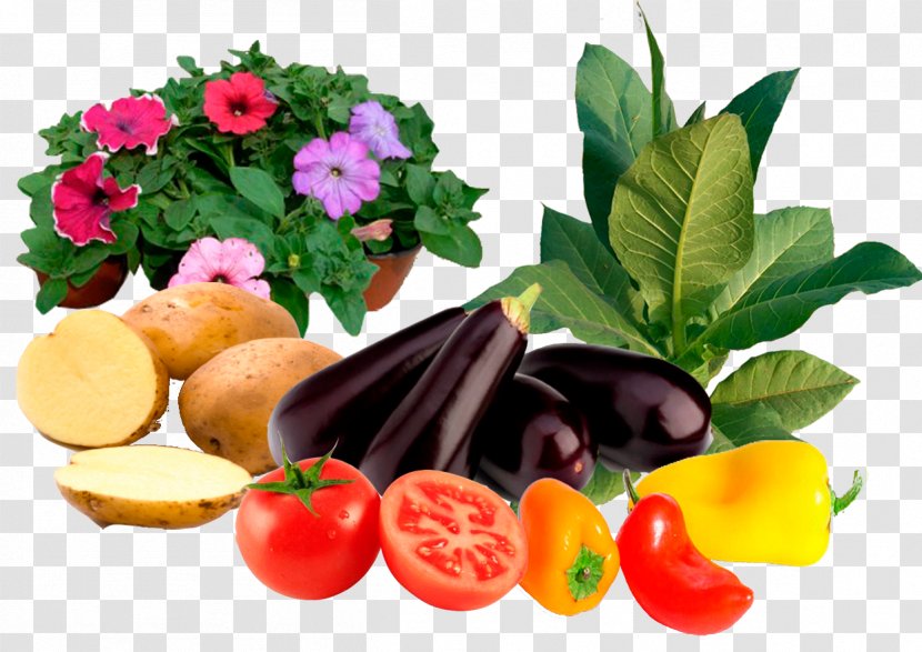 Vegetable Vegetarian Cuisine Diet Food Garnish Transparent PNG