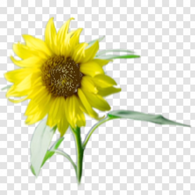 Sunflower Seed Annual Plant M Sunflowers - Flowering Transparent PNG