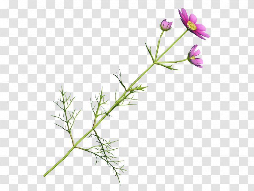 Flowering Plant Stem Purple Leaf - Flora - Cosmos Transparent PNG