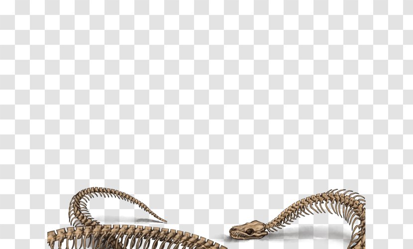 Lion Snake Skeleton Tiger Reptile - Fang Transparent PNG
