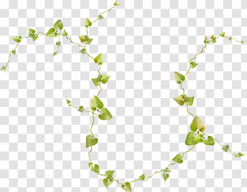 Vine Honeysuckle Drawing Plants Leaf - Grass Transparent PNG