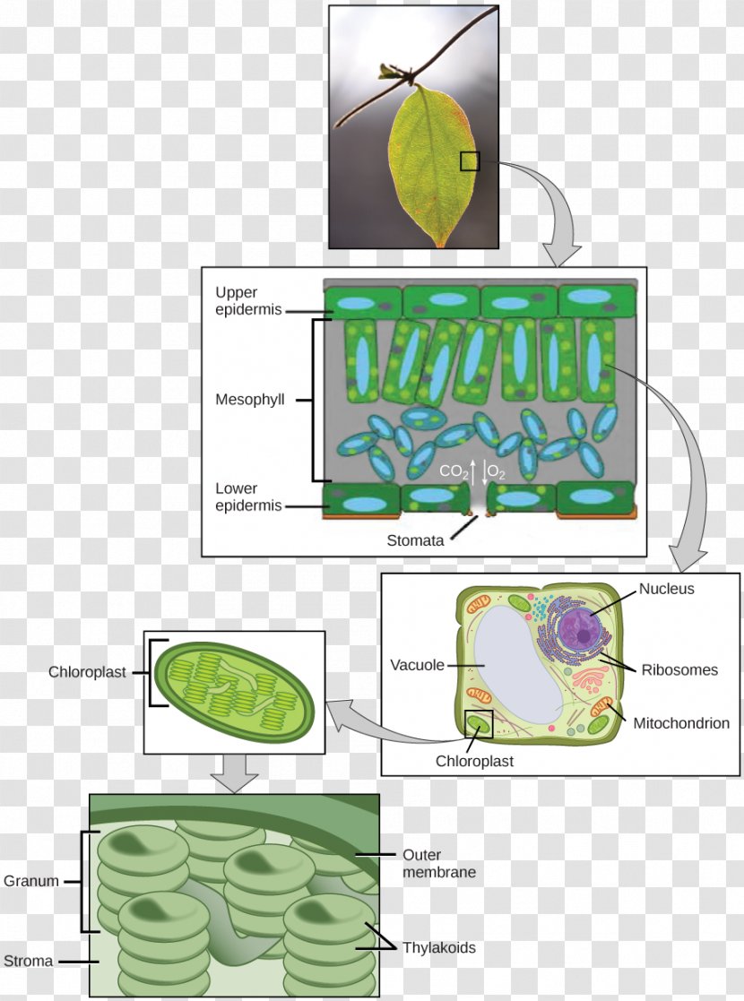 Photosynthesis Light-dependent Reactions Chloroplast Structure Biology - Calvin Cycle - Plant Transparent PNG