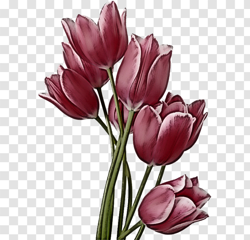 Flower Petal Tulip Plant Tulipa Humilis Transparent PNG