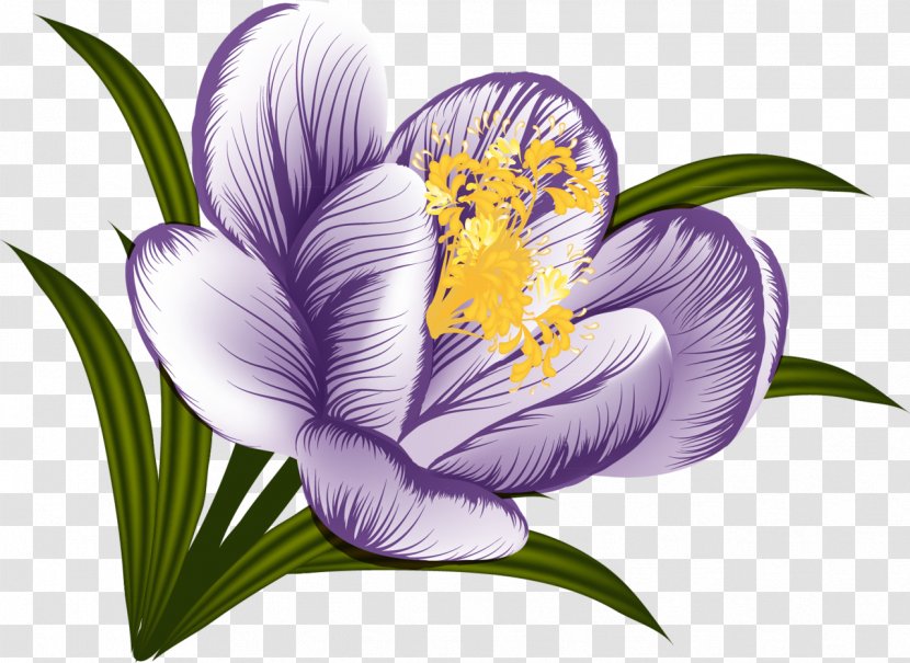 Flower Crocus Clip Art - Plant - Purple Flowers Transparent PNG