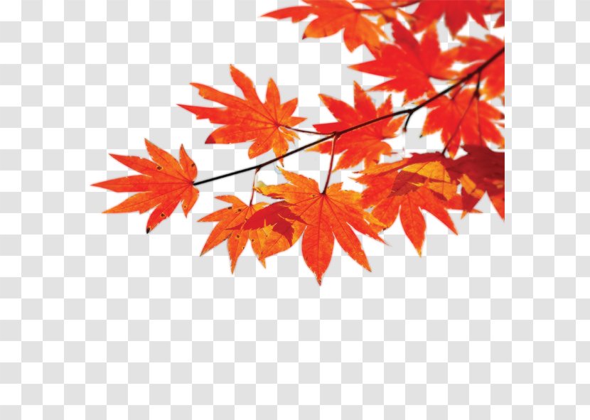 Autumn Poster Maple Leaf - Red Transparent PNG