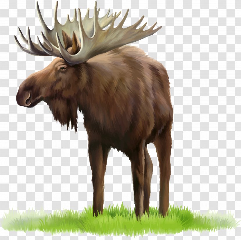 Moose Deer Clip Art - Digital Image - MOOSE Transparent PNG