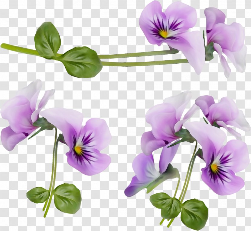 Flower Flowering Plant Violet Purple - Wet Ink - Family Viola Transparent PNG
