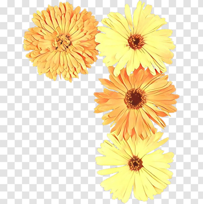 Flowers Background - Flower - Barberton Daisy Family Transparent PNG