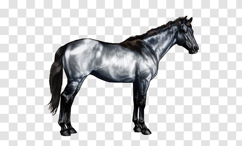 American Paint Horse Quarter Roan Markings Black - Harness - Pale Horses Transparent PNG