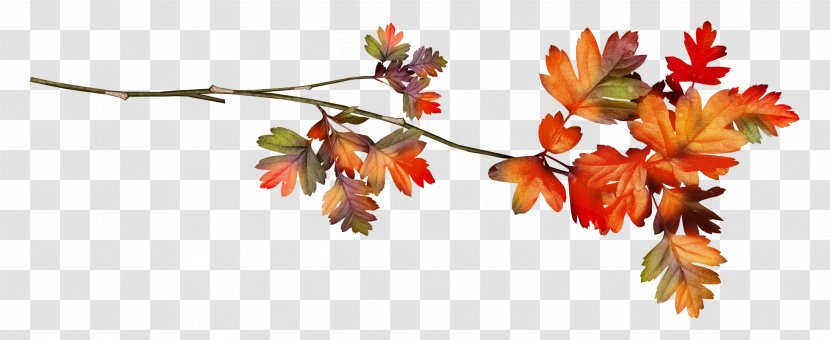 Leaf Autumn Ramie - Twig Transparent PNG