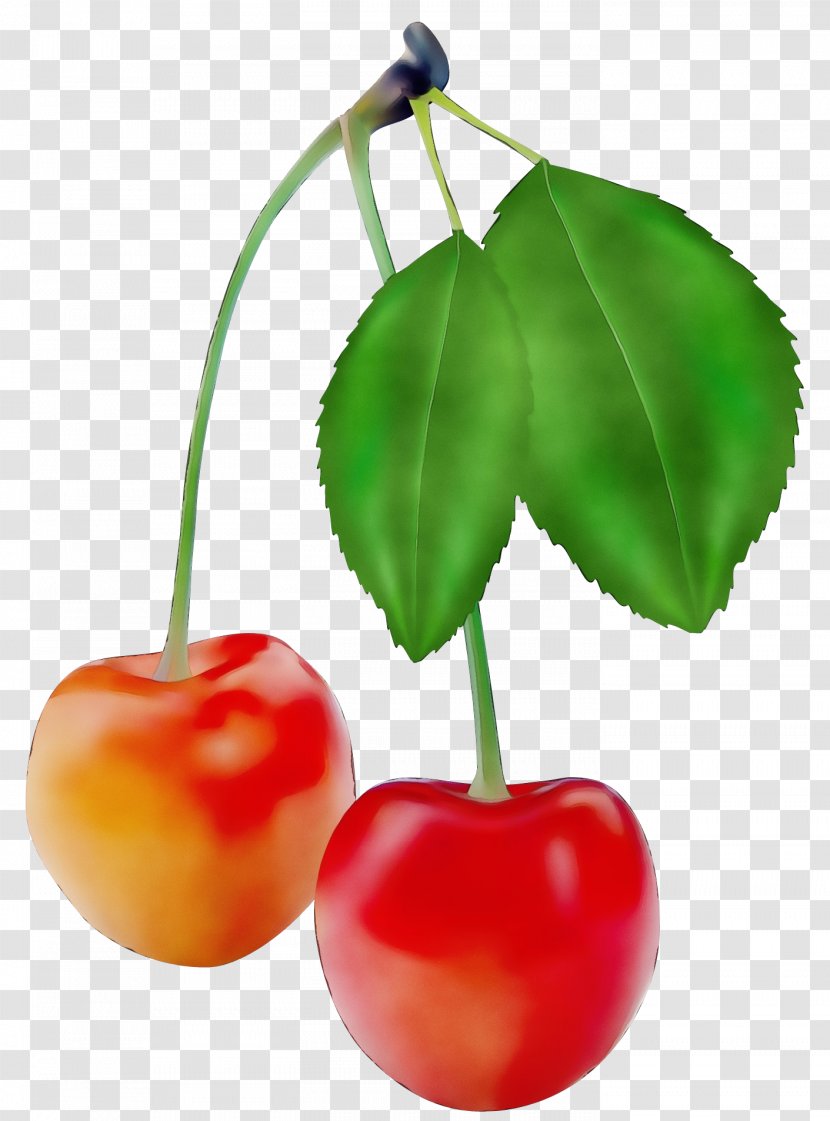 Family Tree Drawing - Cherries - Rose Plant Stem Transparent PNG