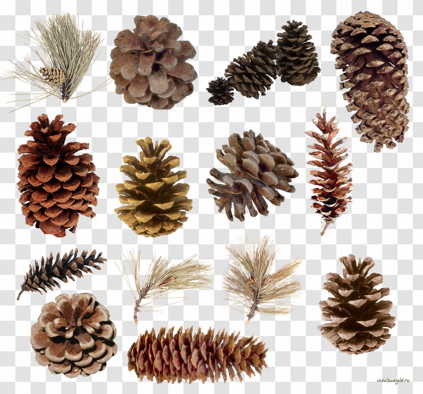 Pine Spruce Conifer Cone Conifers Tree Transparent PNG