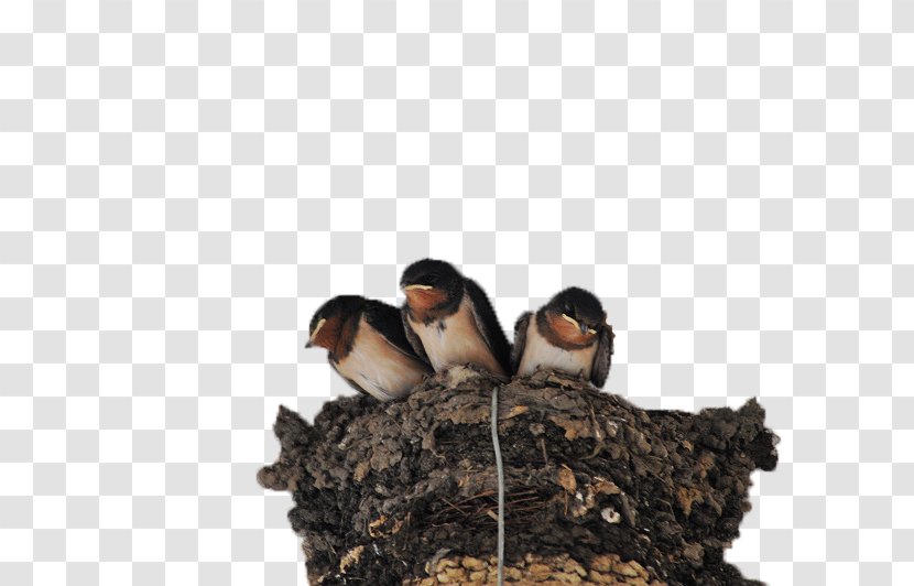 Swallow Edible Birds Nest Passerine - Fauna - Swallows In The Transparent PNG