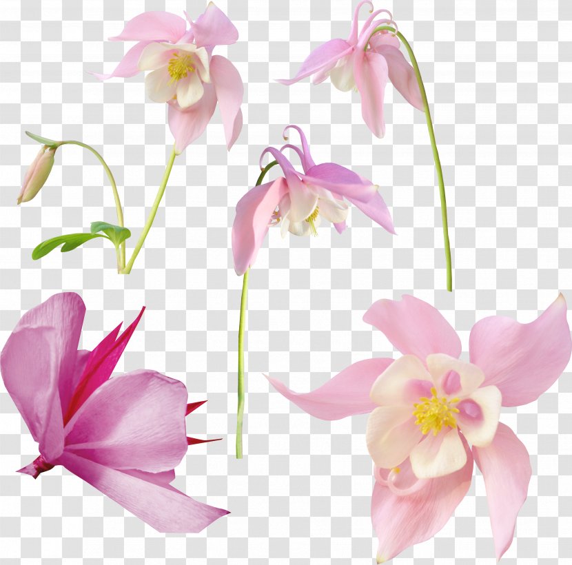 Flower Image Photography - Plant Transparent PNG
