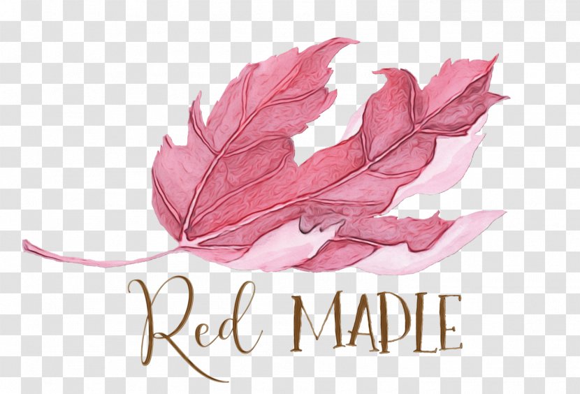 Pink Flower Cartoon - Plant - Logo Transparent PNG