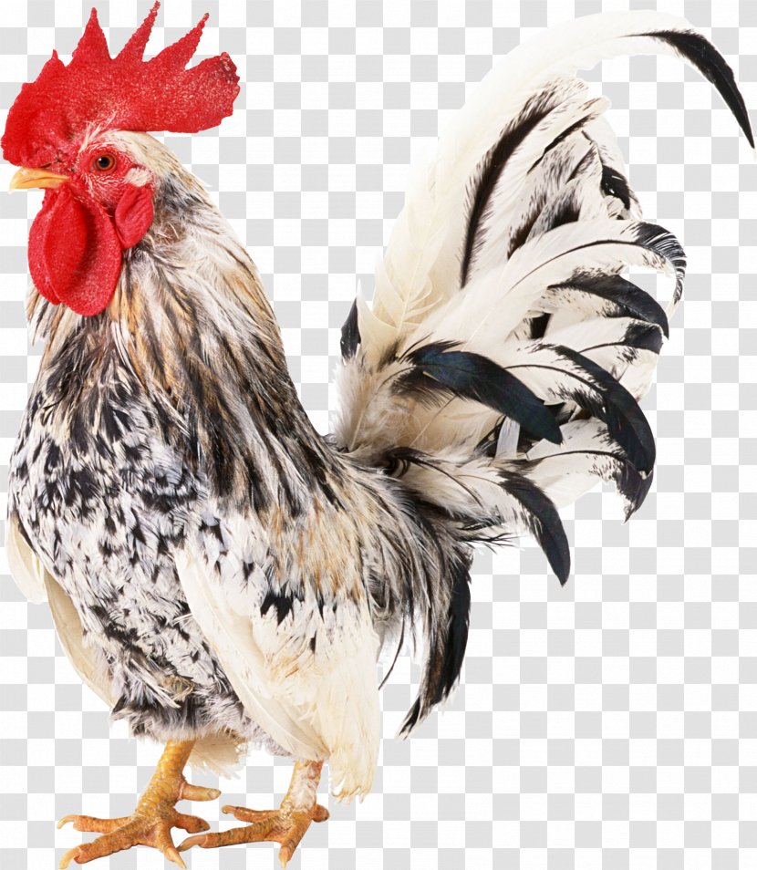 Chicken Rooster - Fowl - Cock Transparent PNG