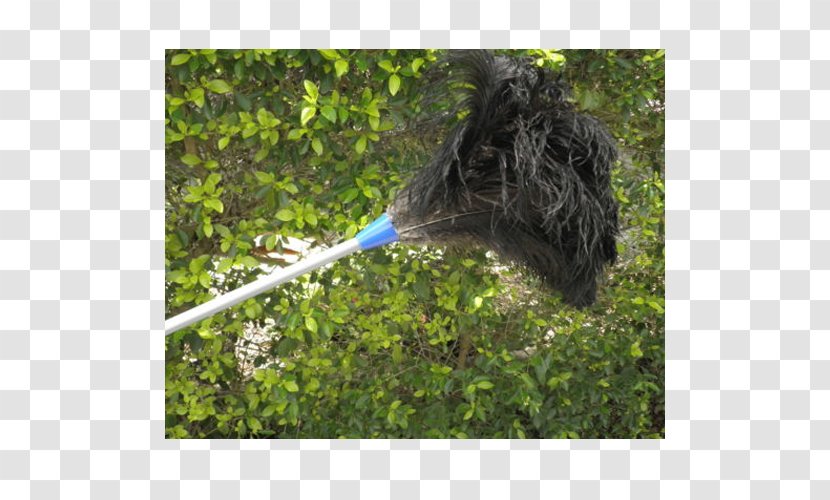 Feather Duster Common Ostrich Cleaning Lambswool Transparent PNG