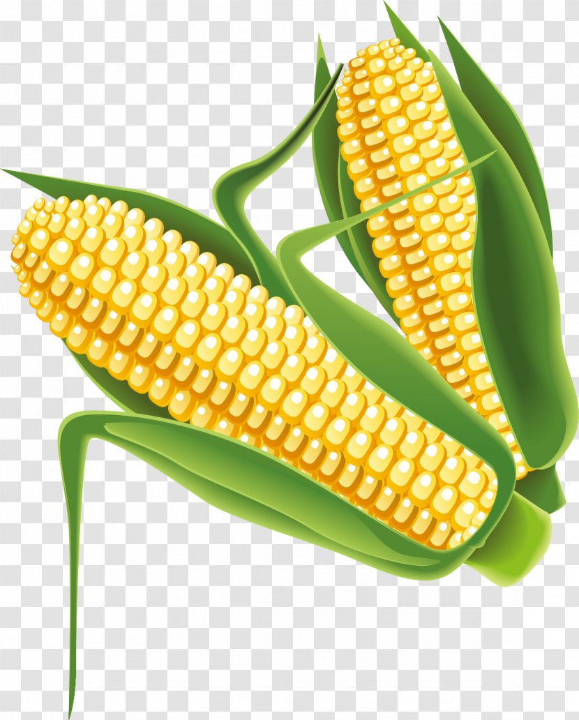 Maize - Resource - Corn Vector Transparent PNG