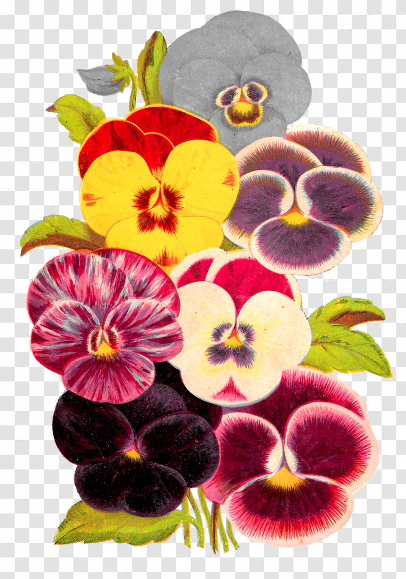 Pansy Violet Flower Clip Art - Primula Transparent PNG