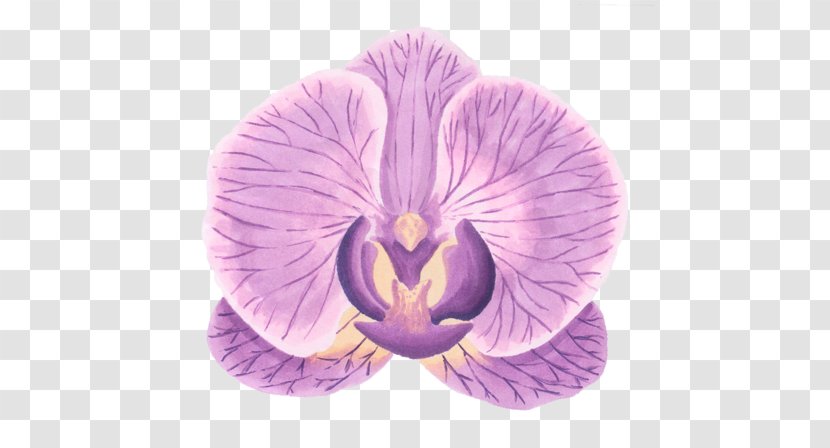 Editing - Pansy - Moth Orchid Transparent PNG