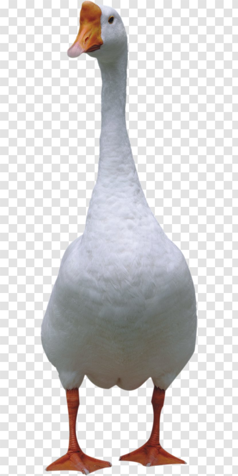 Duck Domestic Goose Bird Cygnini - Poultry Transparent PNG