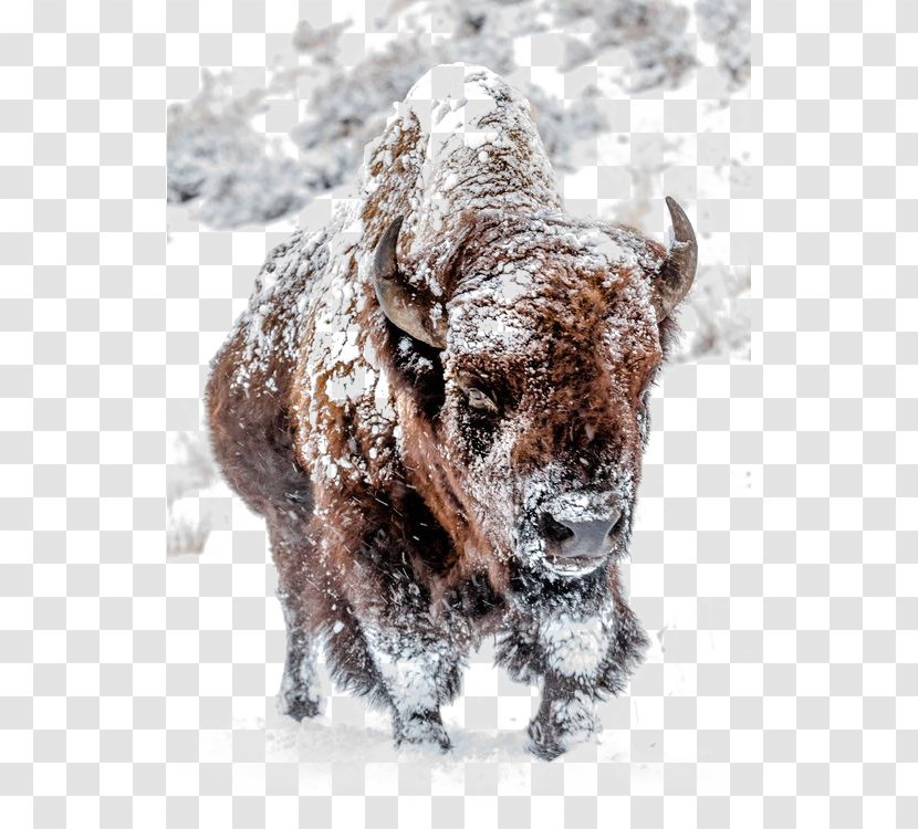 American Bison Water Buffalo Yellowstone National Park Herd Taurine Cattle - Snow - Fur Transparent PNG