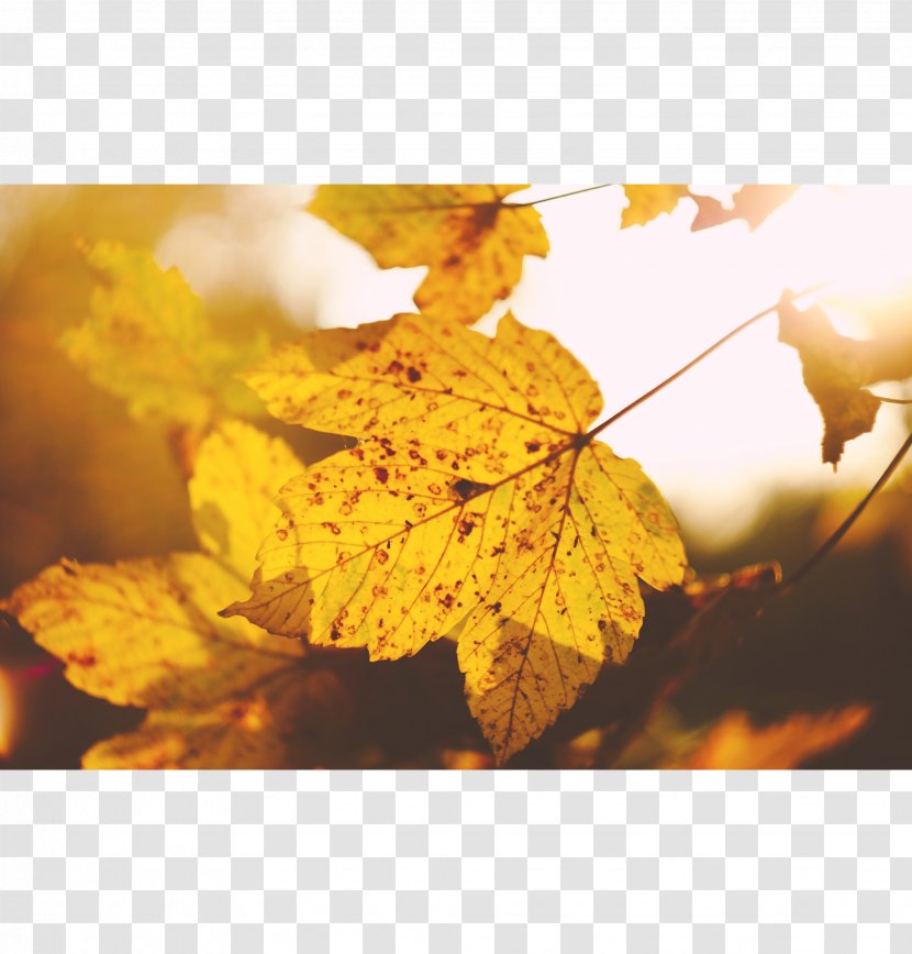 Maple Leaf Autumn Tree - Photography Transparent PNG
