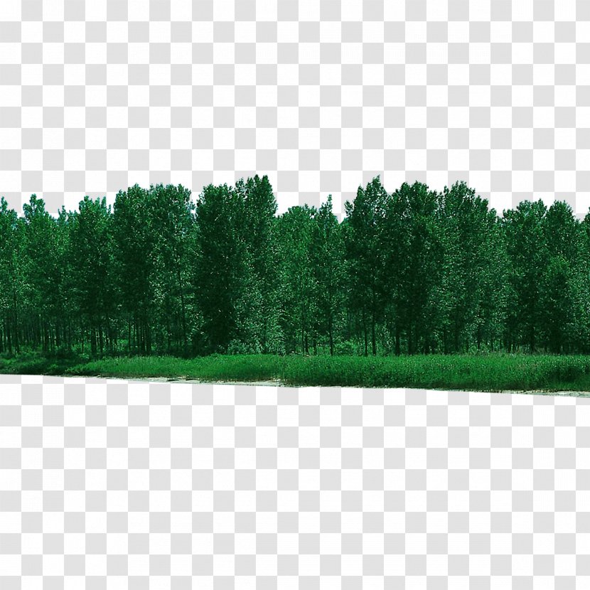 Tree Forest - Template - Forested Transparent PNG