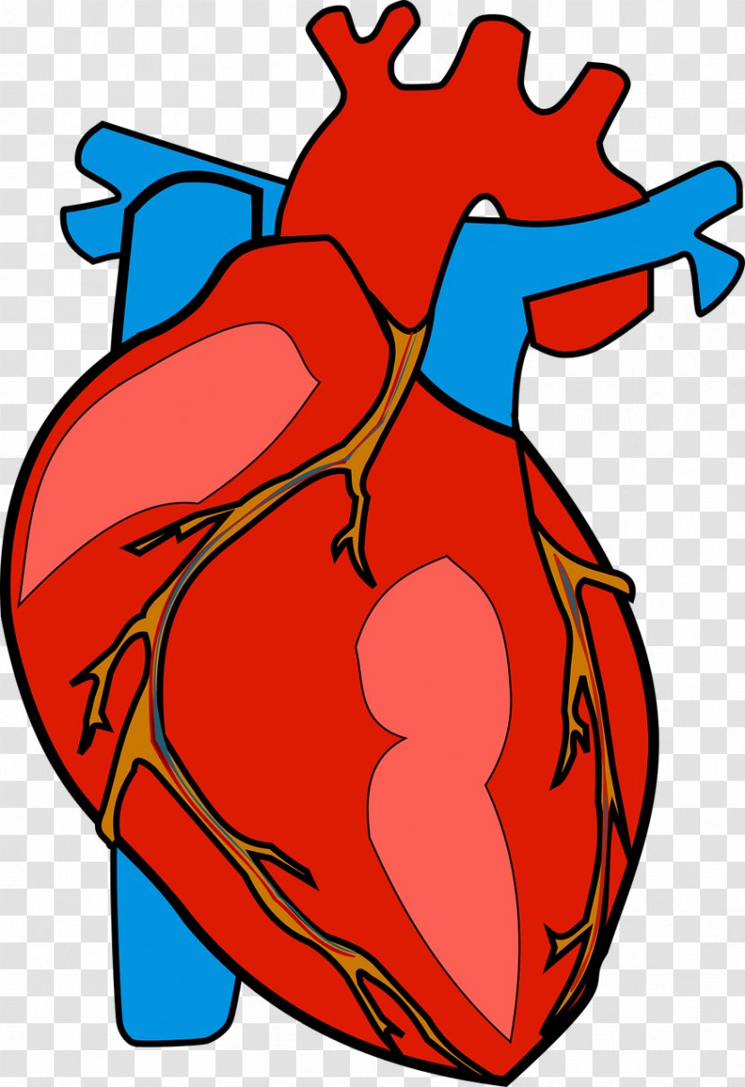 Heart Anatomy Clip Art - Cartoon - Attack Transparent PNG