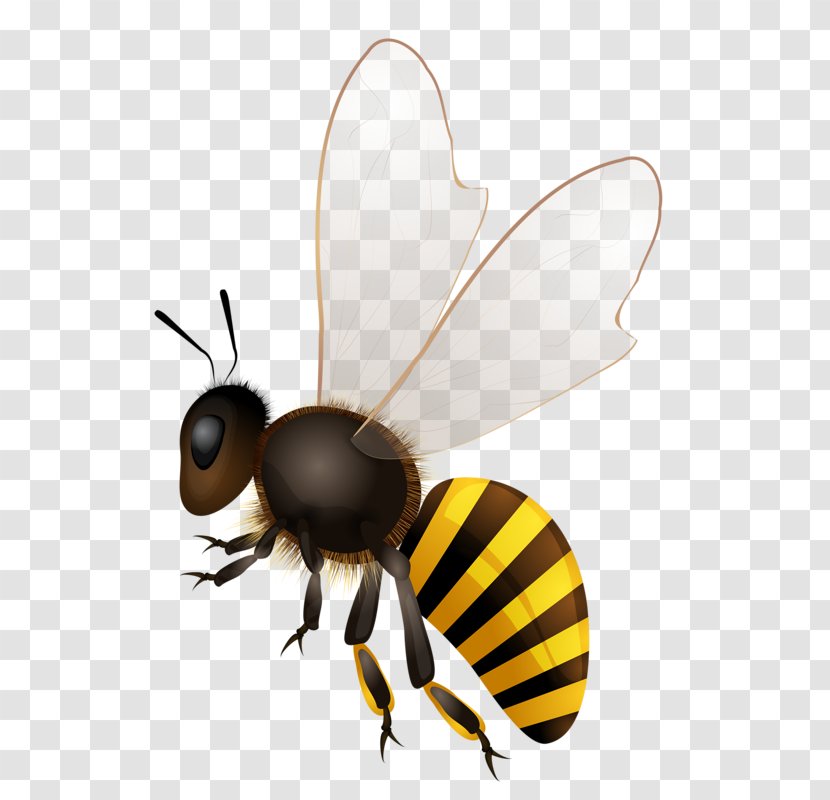 Honey Bee Stock Photography - Drawing - Bees Transparent PNG