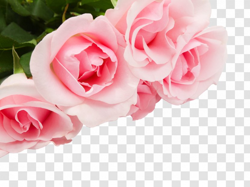 Rose Flower Stock Photography - Pink Flowers Transparent PNG